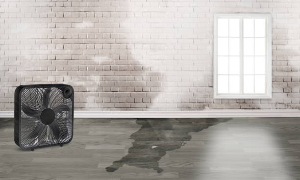 Best Mold removal after water damage  in Sandston, VA